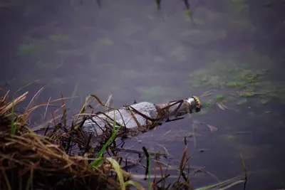 Plastic bottle polluting shallow water among reeds
